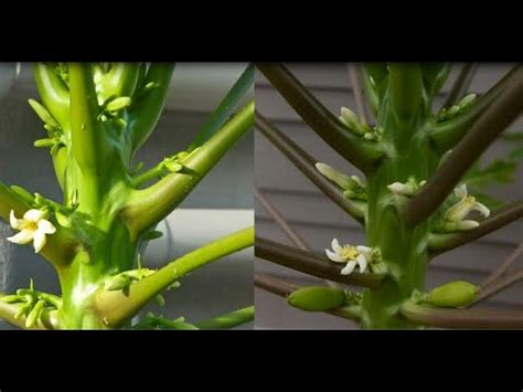 lalaki vs lalake|Learn how to identify the 3 gender of Papaya .
